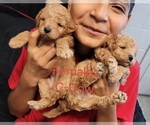 Small Photo #3  Breeder Profile in BAKERSFIELD, CA, USA