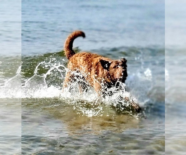 Medium Photo #1  Breeder Profile in TROY, MI, USA