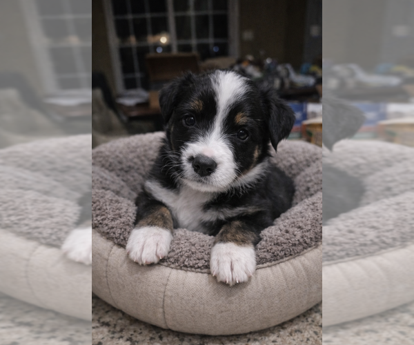 Medium Photo #6  Breeder Profile in SAINT JOHN, IN, USA