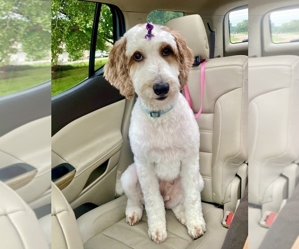 Medium Photo #18  Breeder Profile in FRIENDSWOOD, TX, USA