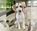Small Photo #18  Breeder Profile in FRIENDSWOOD, TX, USA