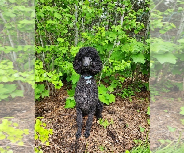 Medium Photo #13  Breeder Profile in CLAYTON, WA, USA