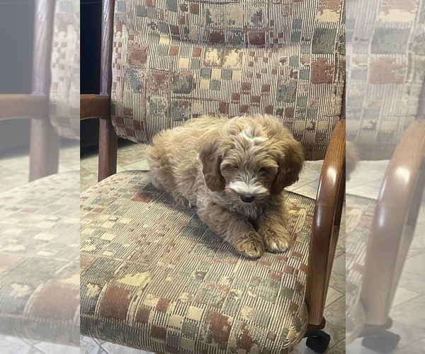 Medium Photo #5  Breeder Profile in STEWARTVILLE, MN, USA