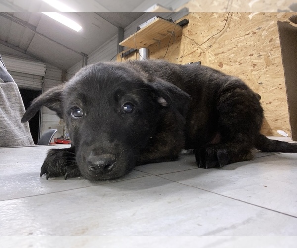Medium Photo #1  Breeder Profile in GRANITE QRY, NC, USA