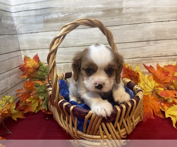 Medium Photo #1  Breeder Profile in FULTON, KS, USA