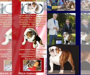 Main photo of Bulldog Dog Breeder near ORANGE, CA, USA