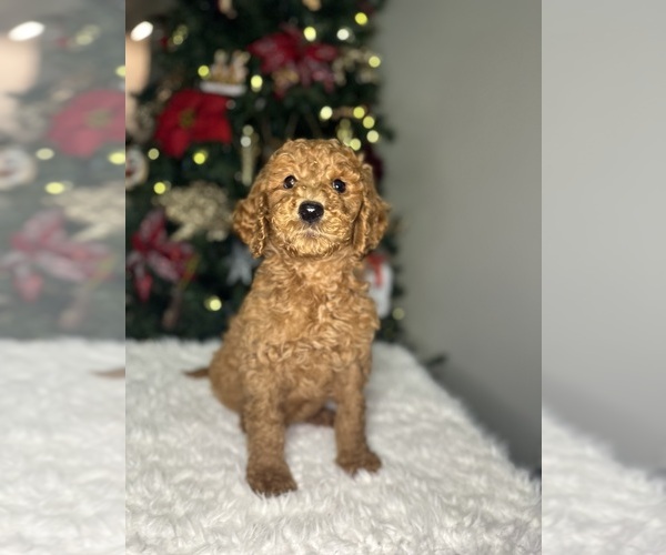 Medium Photo #4  Breeder Profile in POWELL, TN, USA