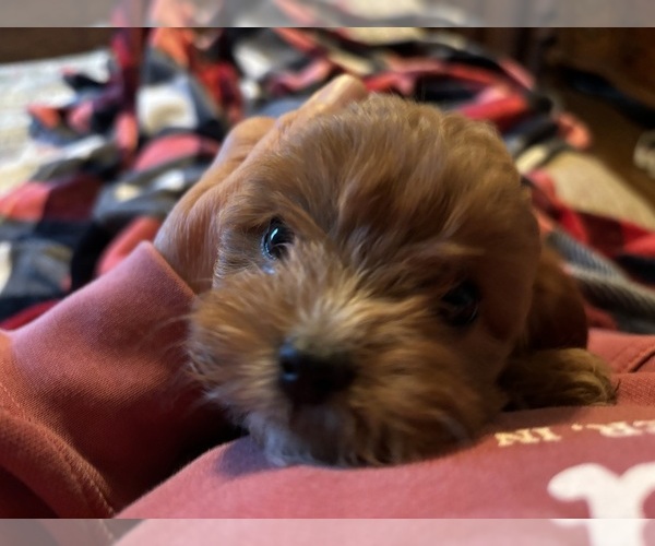 Medium Photo #2  Breeder Profile in JASPER, IN, USA