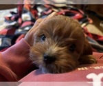 Small #1 Breeder Profile image