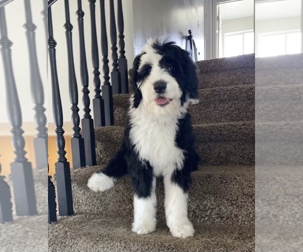 Medium Photo #1  Breeder Profile in MONTEVIEW, ID, USA