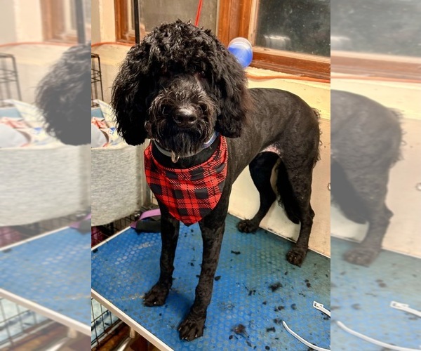 Medium Photo #15  Breeder Profile in PICKFORD, MI, USA