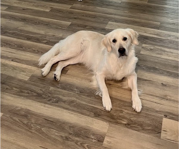 Medium Photo #12  Breeder Profile in SPOTSYLVANIA, VA, USA