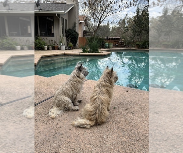 Medium Photo #27  Breeder Profile in FAIR OAKS, CA, USA
