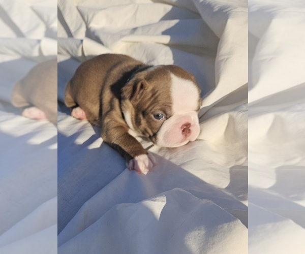 Medium Photo #8  Breeder Profile in BERYL, UT, USA