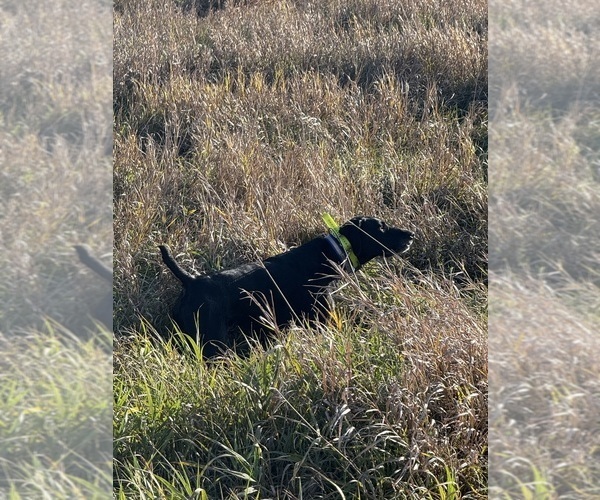 Medium Photo #29  Breeder Profile in LEXINGTON, SC, USA