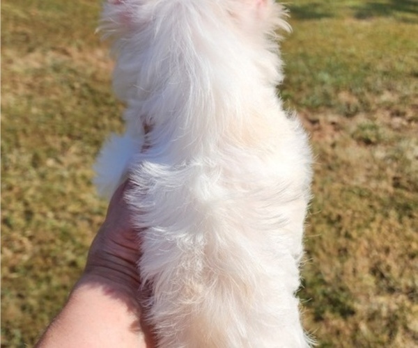 Medium Photo #12  Breeder Profile in ROCKWOOD, TN, USA