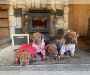 Rhodesian Ridgeback Dog Breeder near BOISE, ID, USA