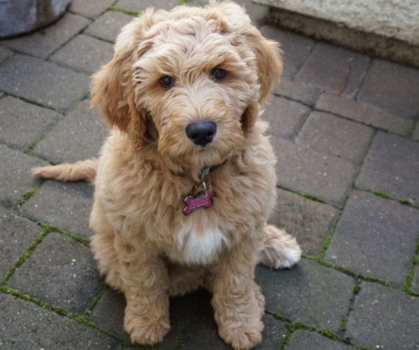 Medium Photo #1  Breeder Profile in LODI, CA, USA