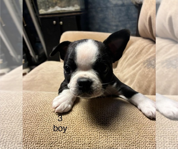 Medium Photo #3  Breeder Profile in KIEL, WI, USA