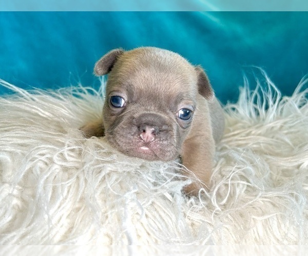 Medium Photo #8  Breeder Profile in BURBANK, CA, USA