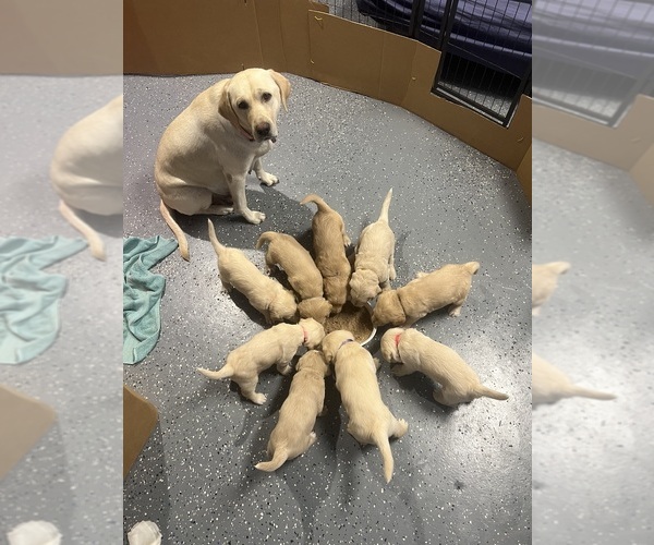 Medium Photo #1  Breeder Profile in FORT LAUDERDALE, FL, USA