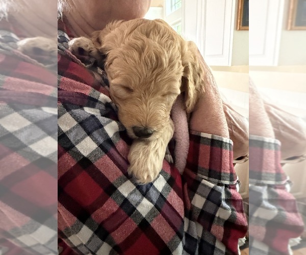Medium Photo #15  Breeder Profile in CORVALLIS, OR, USA