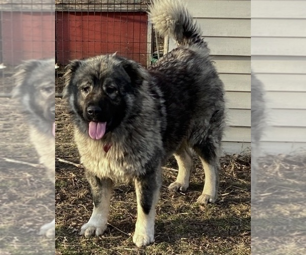 Medium Photo #23  Breeder Profile in TWINING, MI, USA