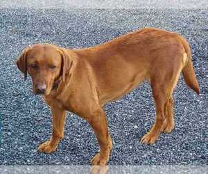 Labrador Retriever Dog Breeder near MC GAHEYSVILLE, VA, USA