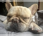 Small #1 Breeder Profile image