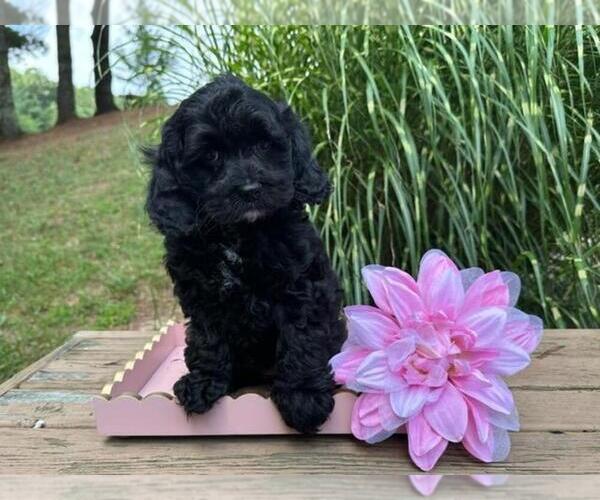 Medium Photo #3  Breeder Profile in CHRISTIANSBURG, VA, USA