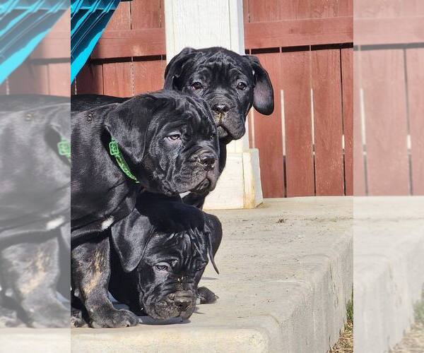 Medium Photo #1  Breeder Profile in WINDSOR, CO, USA