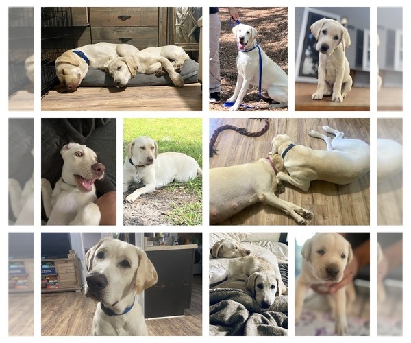 Medium Photo #1  Breeder Profile in WILDWOOD, FL, USA