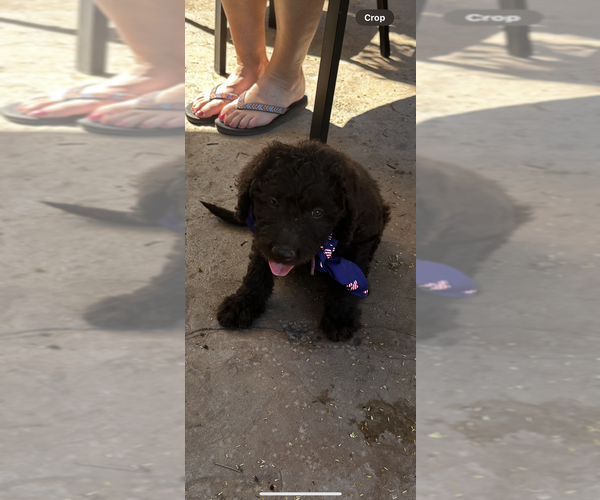 Medium Photo #2  Breeder Profile in FORT MORGAN, CO, USA