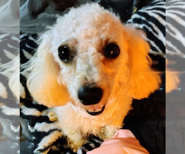 Medium Photo #1  Breeder Profile in TISHOMINGO, MS, USA