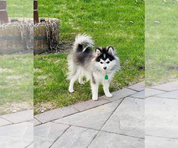 Medium Photo #61  Breeder Profile in BURNS TOWNSHIP, MN, USA