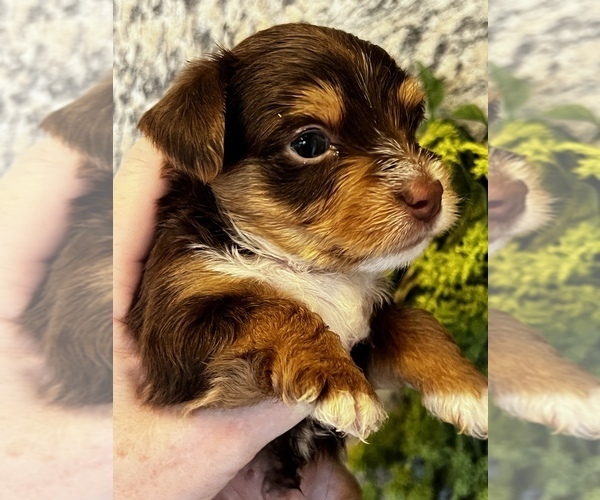 Medium Photo #18  Breeder Profile in MACON, GA, USA