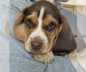 Beagle Dog Breeder near BROWNSVILLE, OR, USA