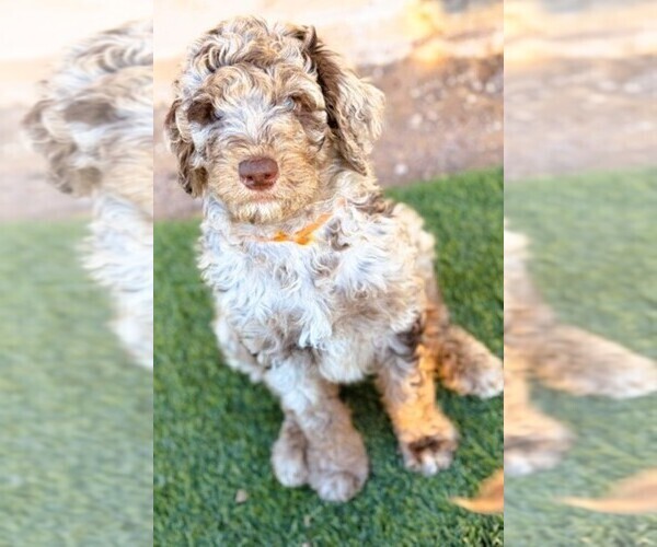 Medium Photo #7  Breeder Profile in APACHE JUNCTION, AZ, USA