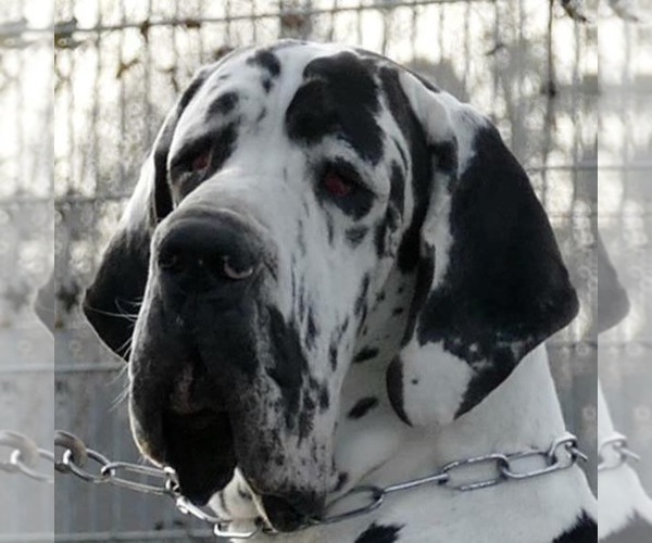 Medium Photo #1  Breeder Profile in ADEL, GA, USA