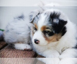 Australian Shepherd Dog Breeder near MARTINSVILLE, IN, USA