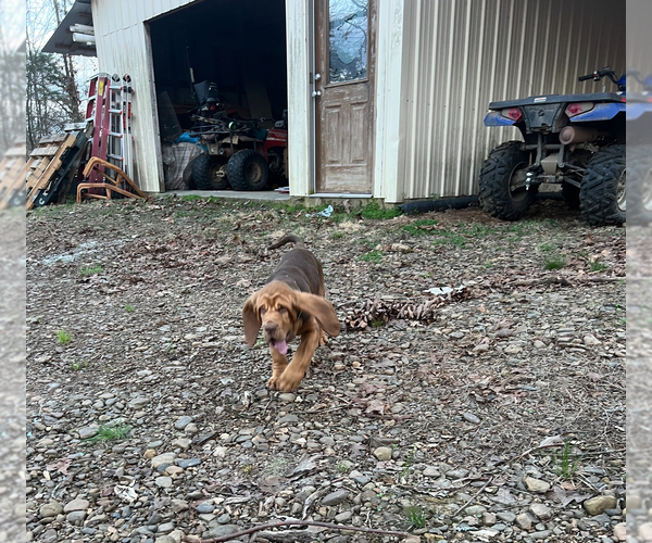 Medium Photo #4  Breeder Profile in UNIONTOWN, AR, USA