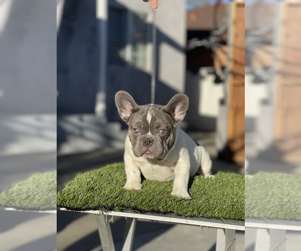 Medium Photo #1  Breeder Profile in PHILLIPS RANCH, CA, USA
