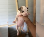 Small #1 Breeder Profile image