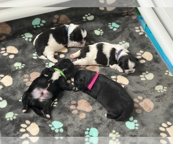Medium Photo #1  Breeder Profile in NUEVO, CA, USA