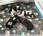 Small breeder photo