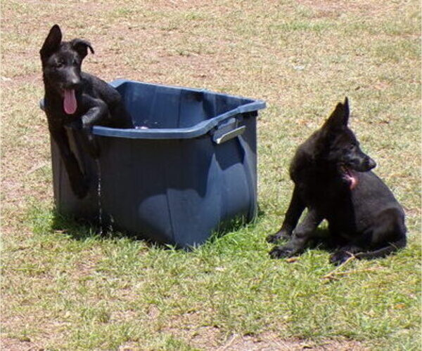 Medium Photo #6  Breeder Profile in HAMER, SC, USA