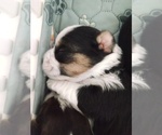 Small #26 Breeder Profile image