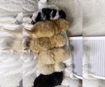 Small #1 Breeder Profile image