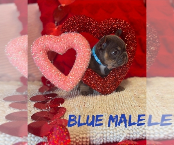 Medium Photo #1  Breeder Profile in DEER PARK, NY, USA