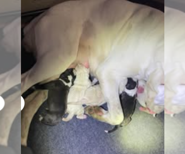 Medium Photo #1  Breeder Profile in ONTARIO, OH, USA